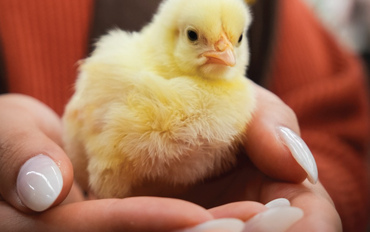Weekly Chicks