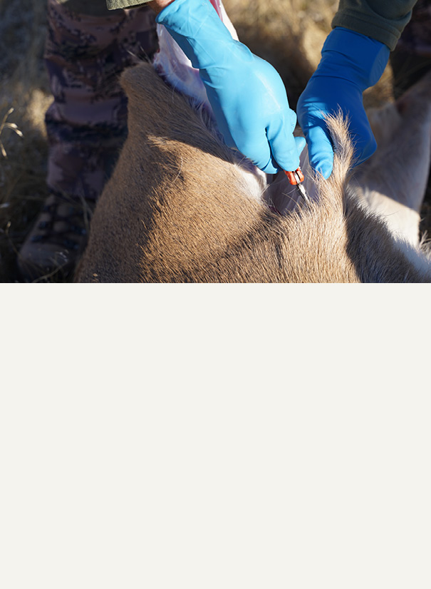 Field Dressing