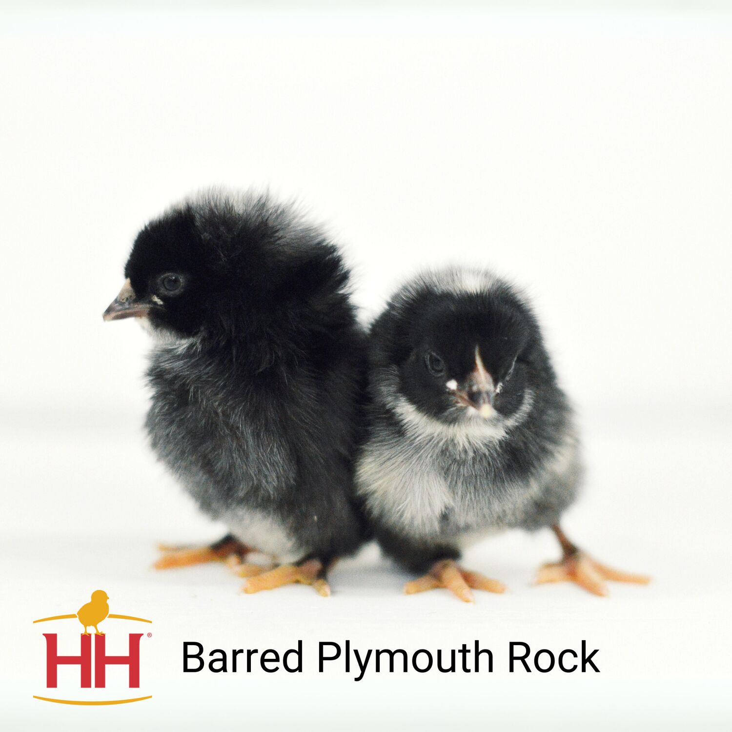 Black Australorp Live Chicks
