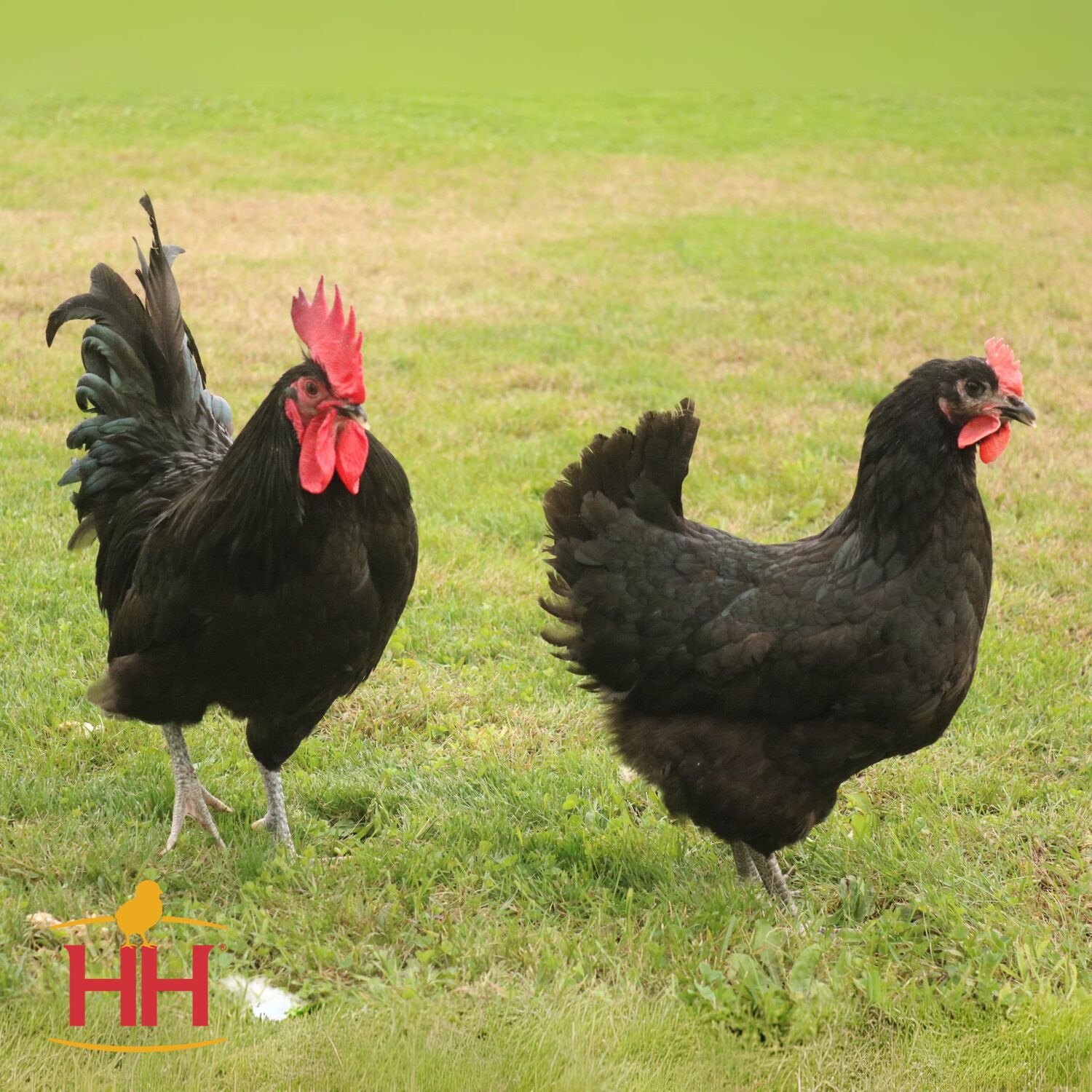 Black Australorp Live Chicks