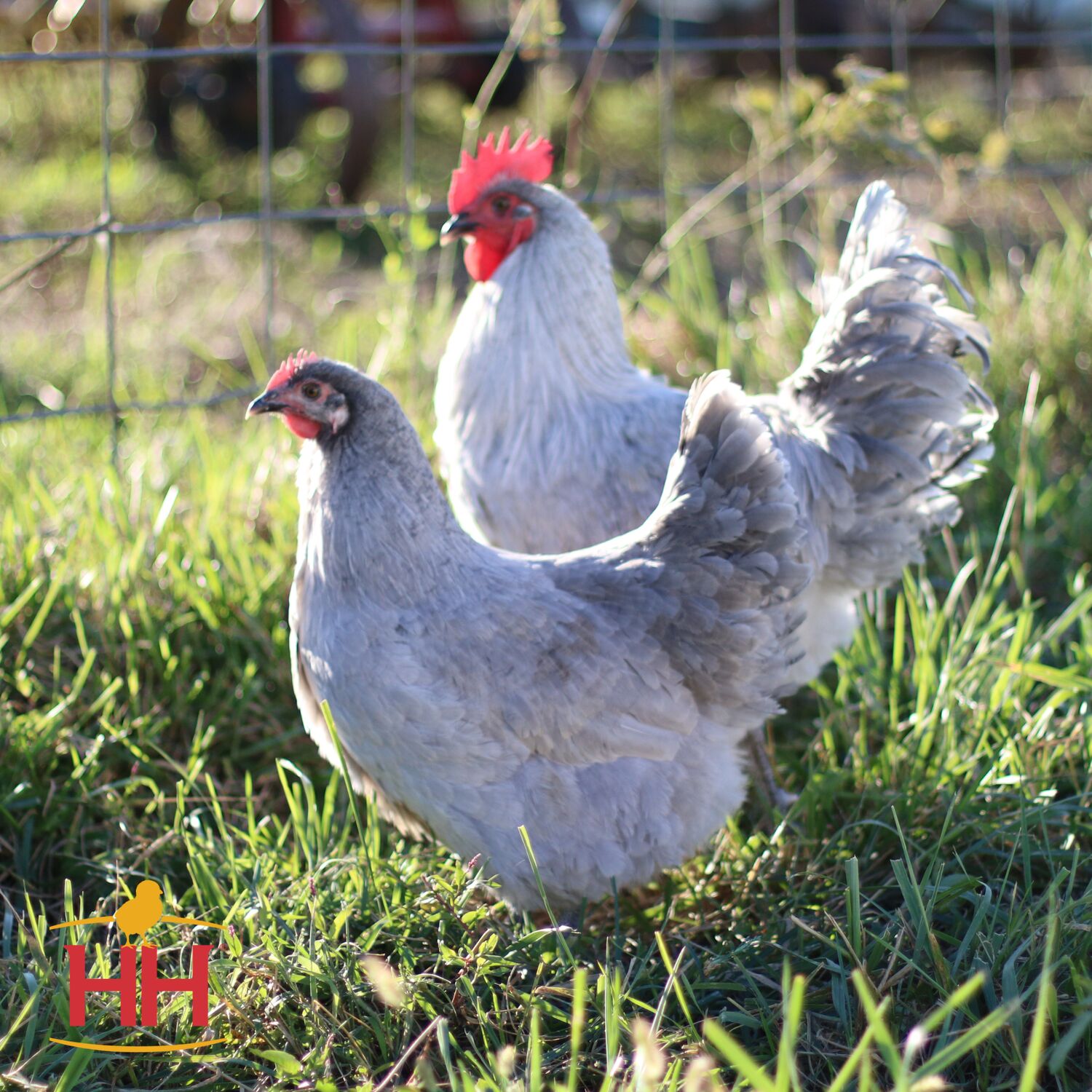 Lavender Orpington Live Chicks