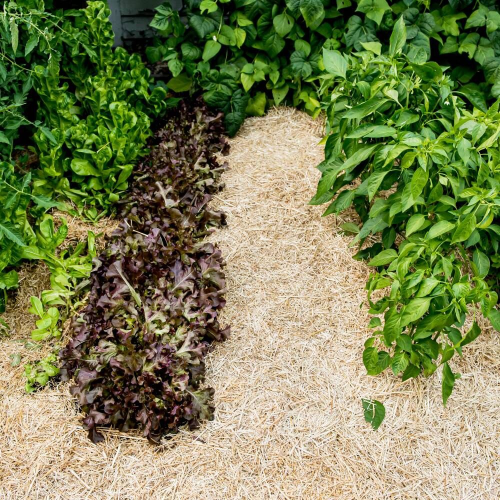 HealthiStraw GardenStraw Premium Wheat Straw Garden Mulch, 3-Cu Ft