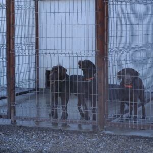 6-Ft x 12-Ft Kennel Panel 8-Ga