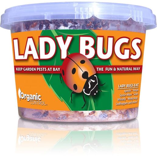 Live Adult Ladybugs, 500-Ct
