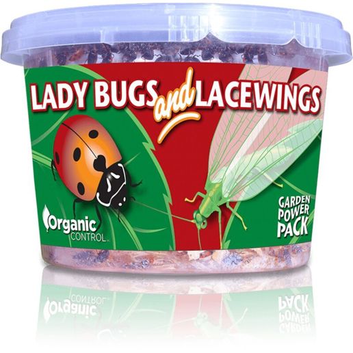 Live Ladybug Lacewing Combo Pack