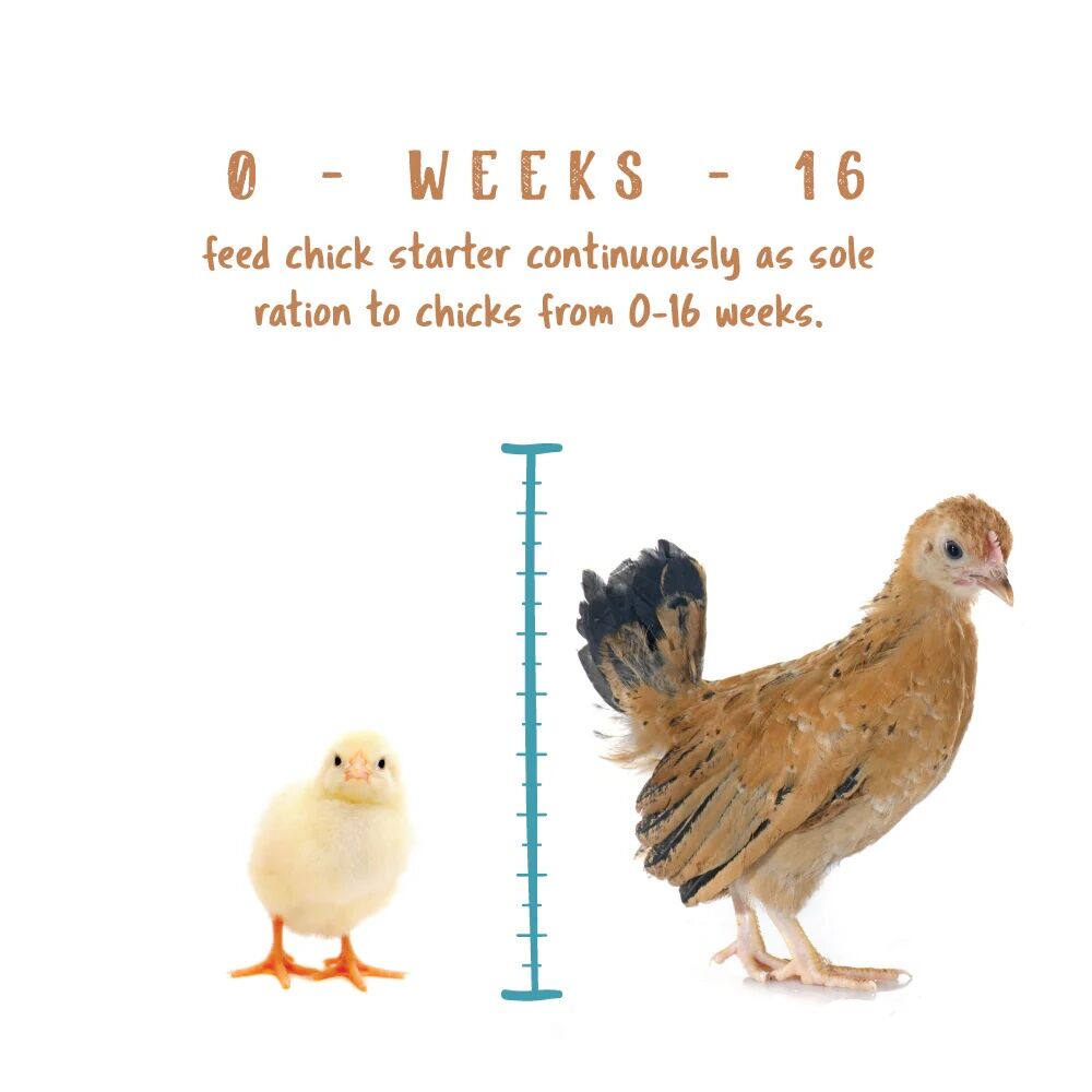 Manna Pro Non-Medicated Chick Starter Crumbles, 5-Lb