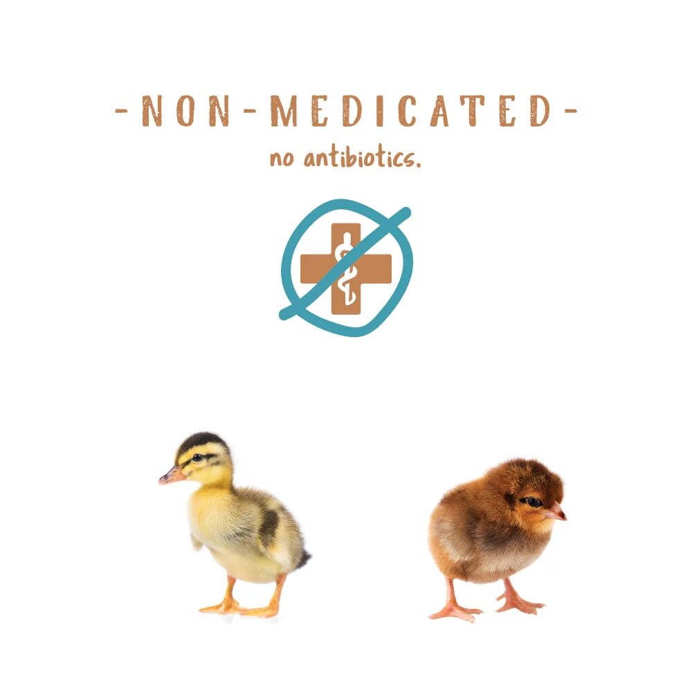 Manna Pro Non-Medicated Chick Starter Crumbles, 5-Lb