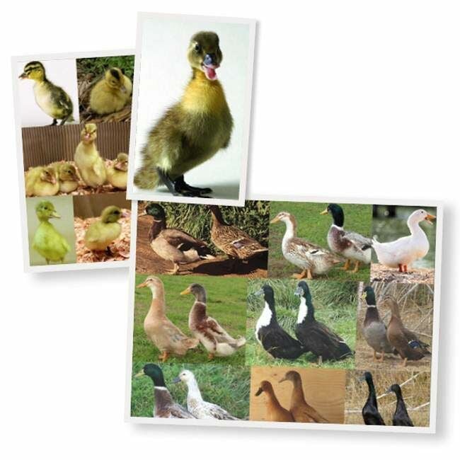 Assorted Ducklings