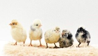 Polish And Crested Live Chicks, Assorted