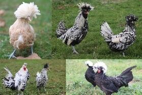 Polish And Crested Live Chicks, Assorted