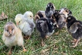 Wyandottes Live Chicks, Assorted