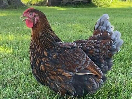 Blue Laced Gold Wyandotte Live Chicks