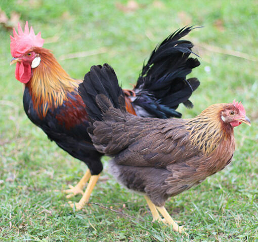 Brown Leghorn Live Chicks