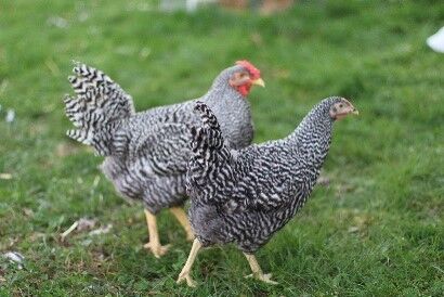 Dominique Live Chicks