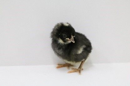 Dominique Live Chicks