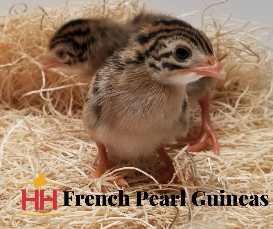 French Pearl Live Guineas