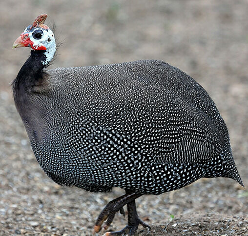 French Pearl Live Guineas