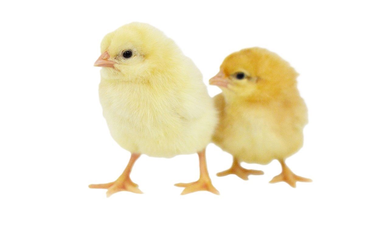 Golden Comet Live Chicks