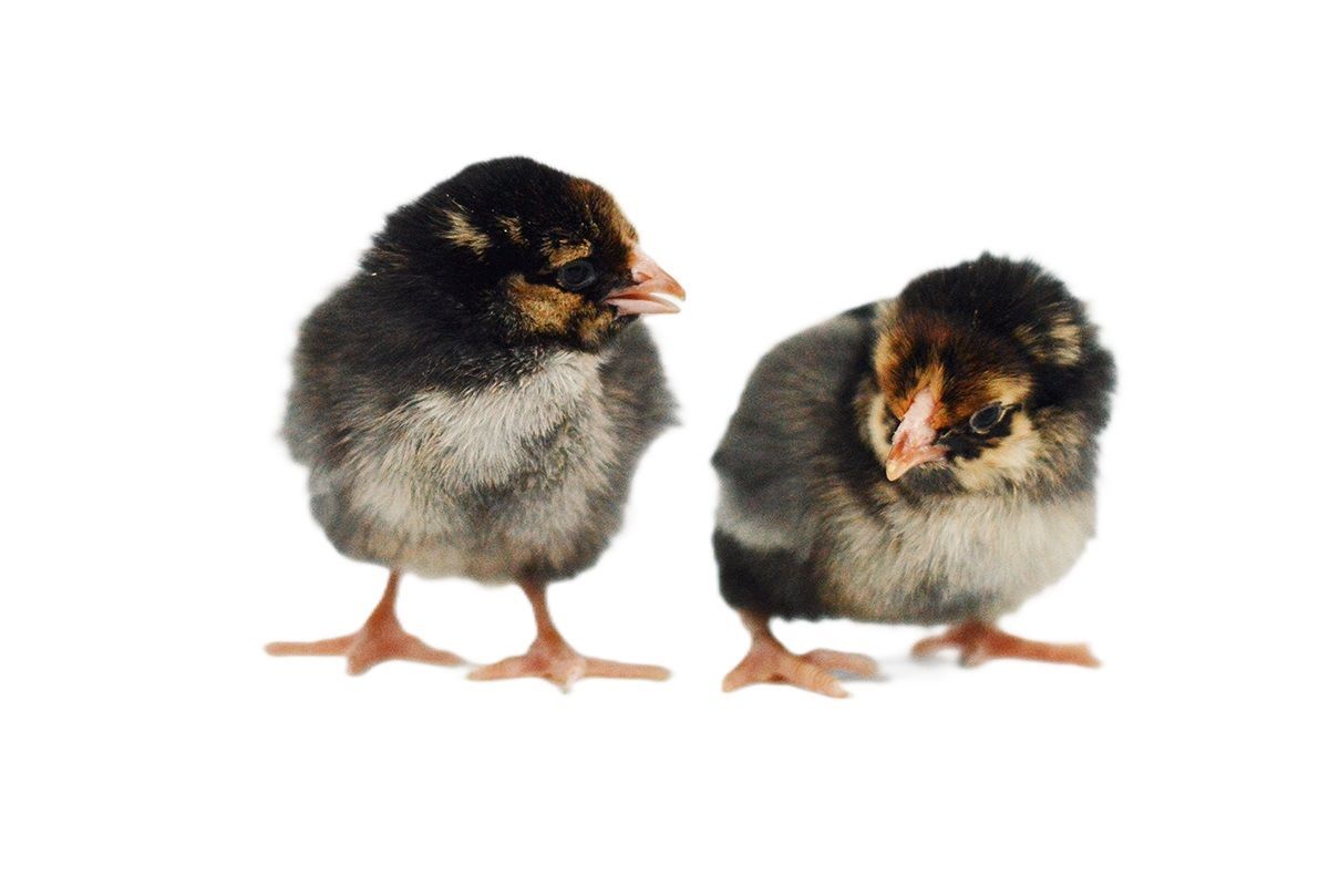 Gold Laced Wyandotte Live Chicks