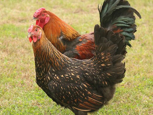 Gold Laced Wyandotte Live Chicks