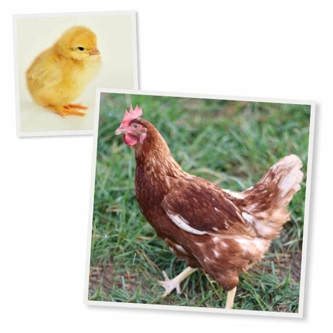 Isa Brown Live Chicks