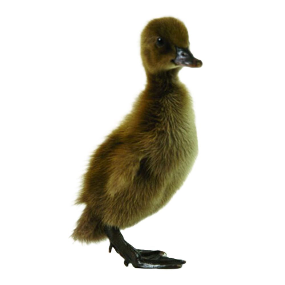 Khaki Campbell Live Ducklings