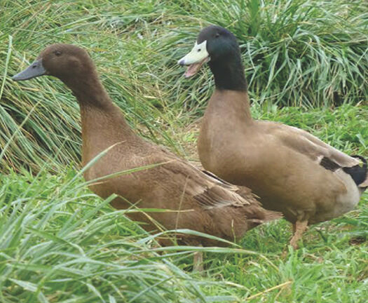 Khaki Campbell Live Ducklings