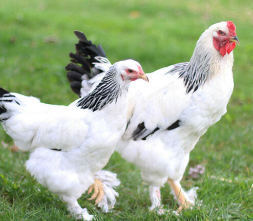 Light Brahma Live Chicks