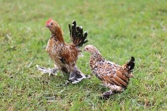 Mille Fleur Bantam Live Chicks