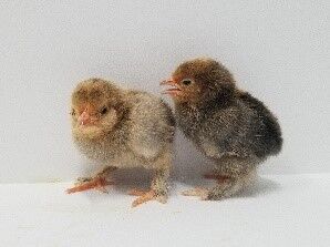 Mille Fleur Bantam Live Chicks