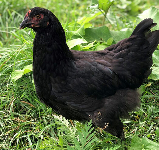 Midnight Majesty Marans Live Chicks