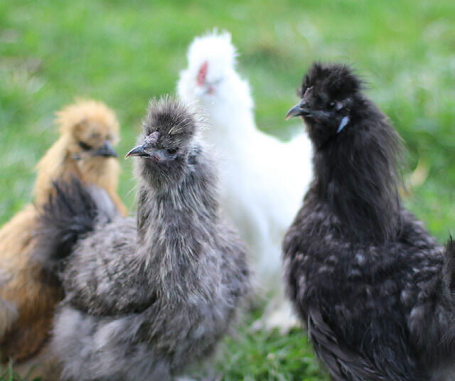 Mixed Silkie Bantam Live Chicks