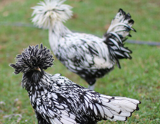 Silver Polish Live Chicks