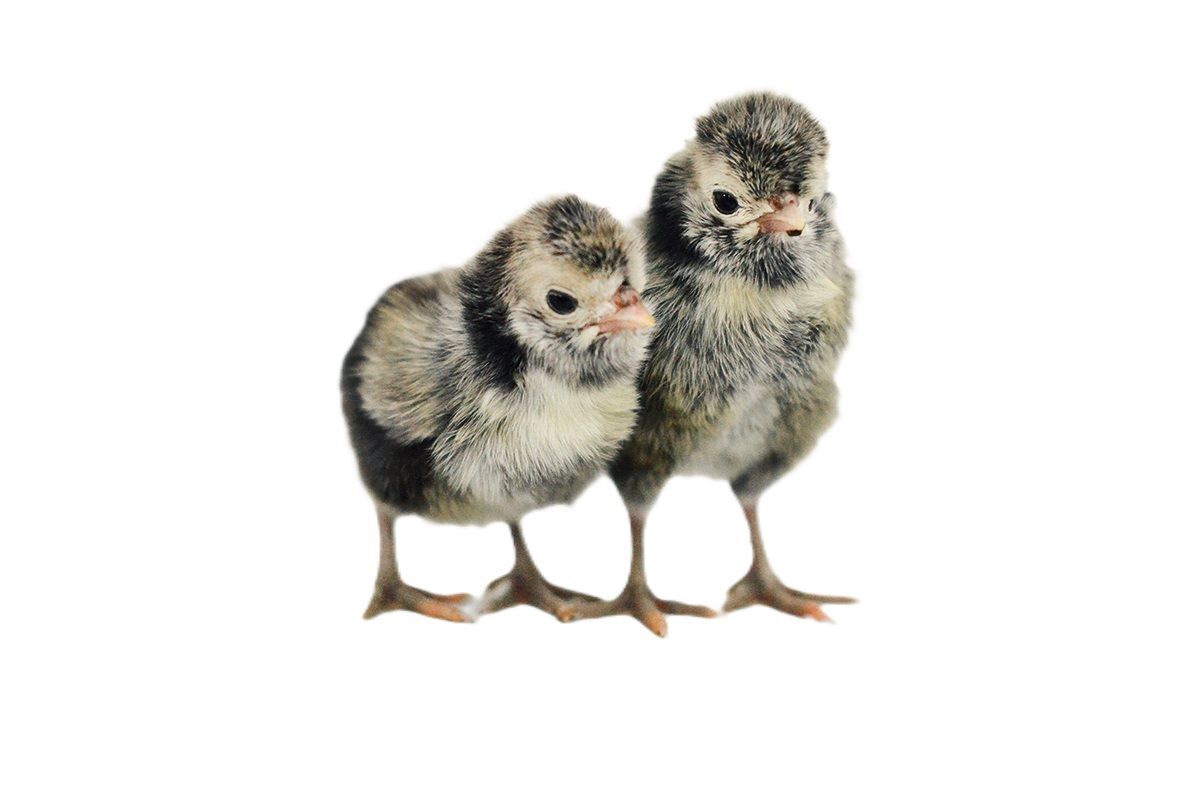 Silver Polish Live Chicks