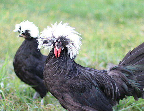 White Crested Black Polish Live Chicks
