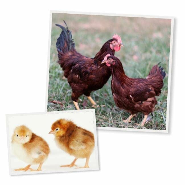 Rhode Island Red Live Chicks