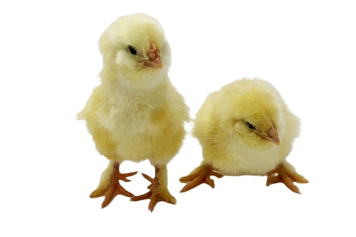 Salmon Faverolles Live Chicks