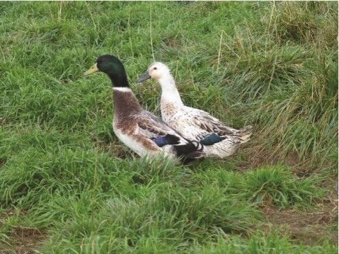 Welsh Harlequin Live Ducklings