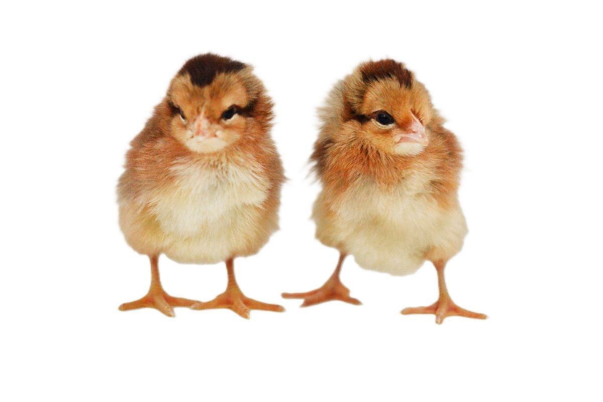 Welsummer Live Chicks