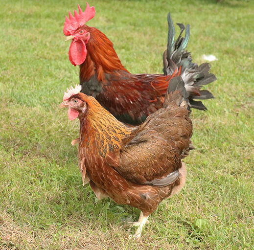 Welsummer Live Chicks