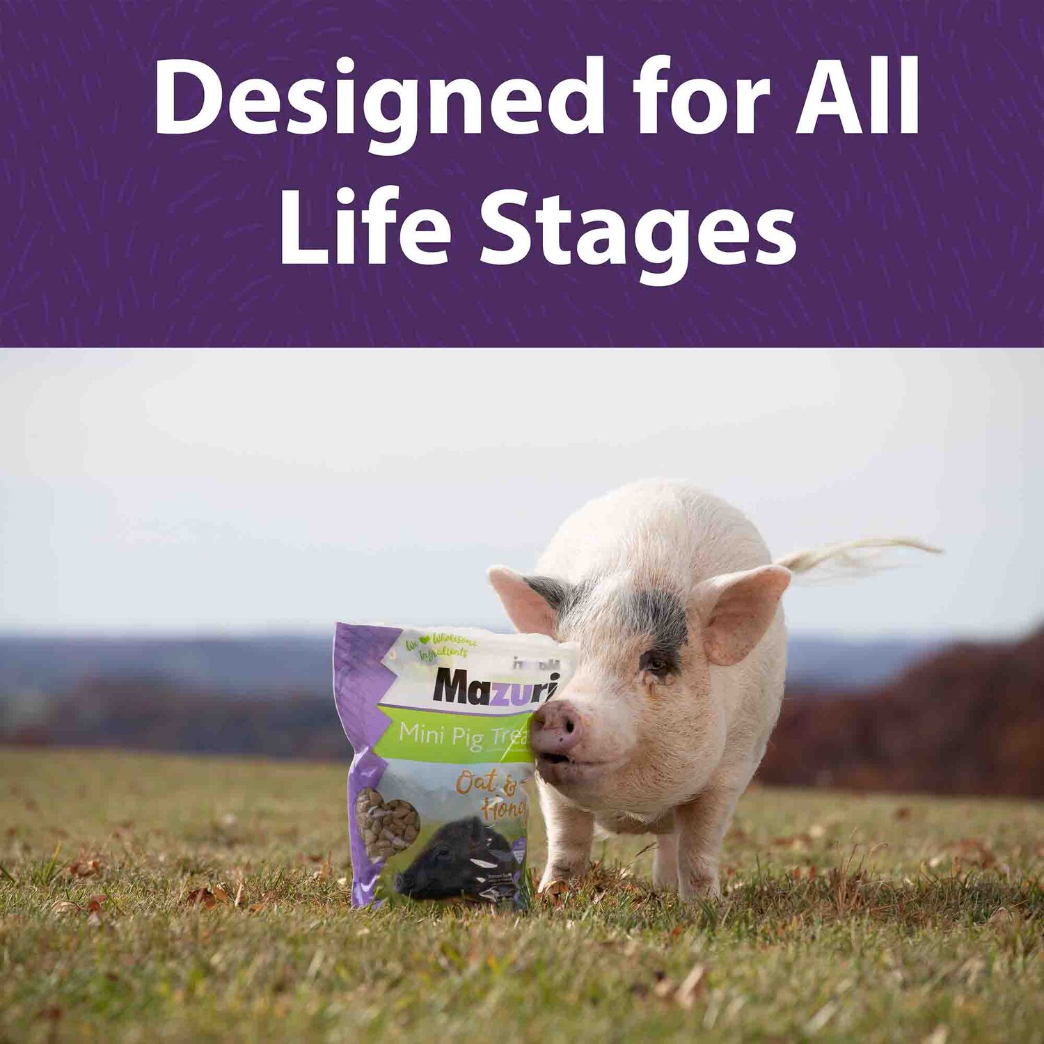 Mazuri Mini Pig Treats Oats & Honey, 6-Lb