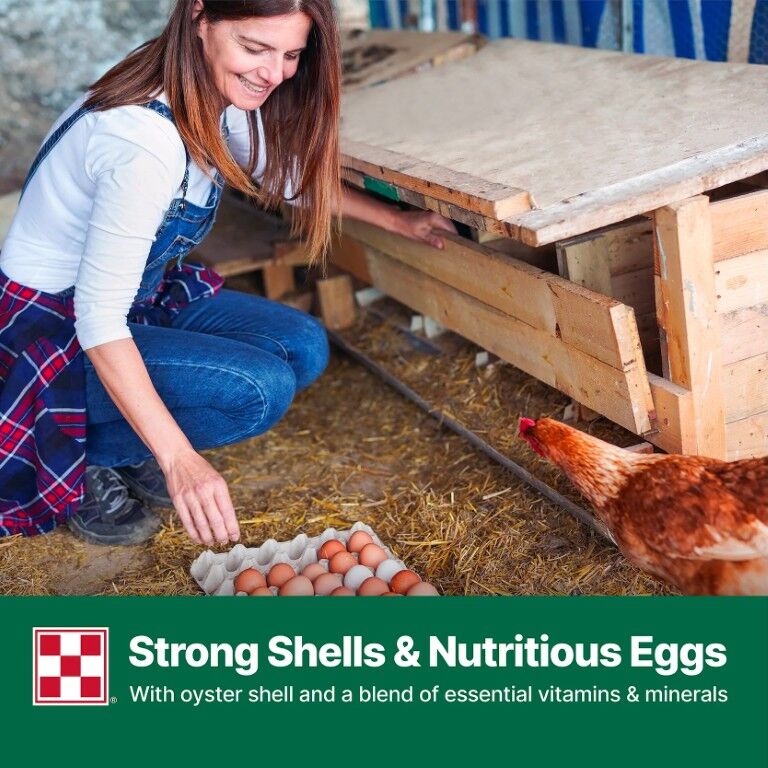 Purina Layena + High Protein 19% Layer Feed, 40-Lb
