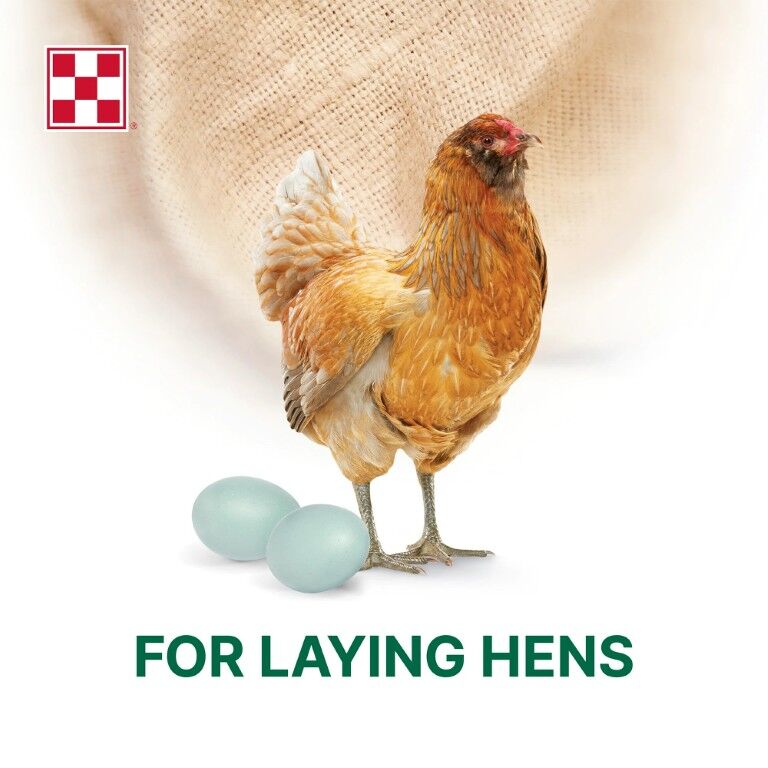 Purina Layena + High Protein 19% Layer Feed, 40-Lb