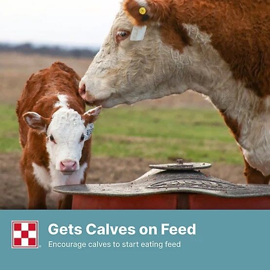 Purina 14% Cattle Starter-Creep Feed, 50-Lb