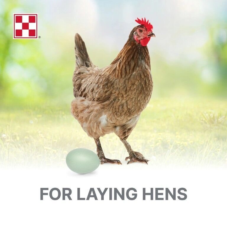 Purina Layena Crumbles 16% Layer Hen Feed, 50-Lb