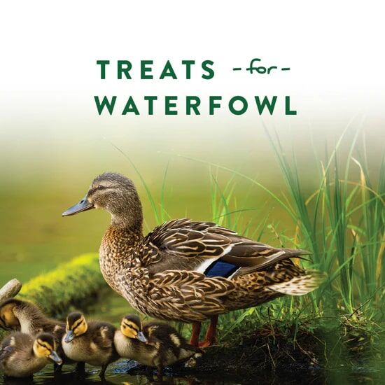 Manna Pro Duck Discs Treats For Waterfowl, 1-Lb
