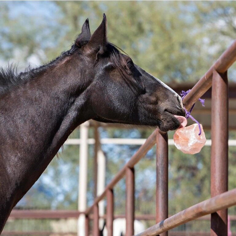 Horsemen's Pride Jolly Salt Snack, 4.4-Lb