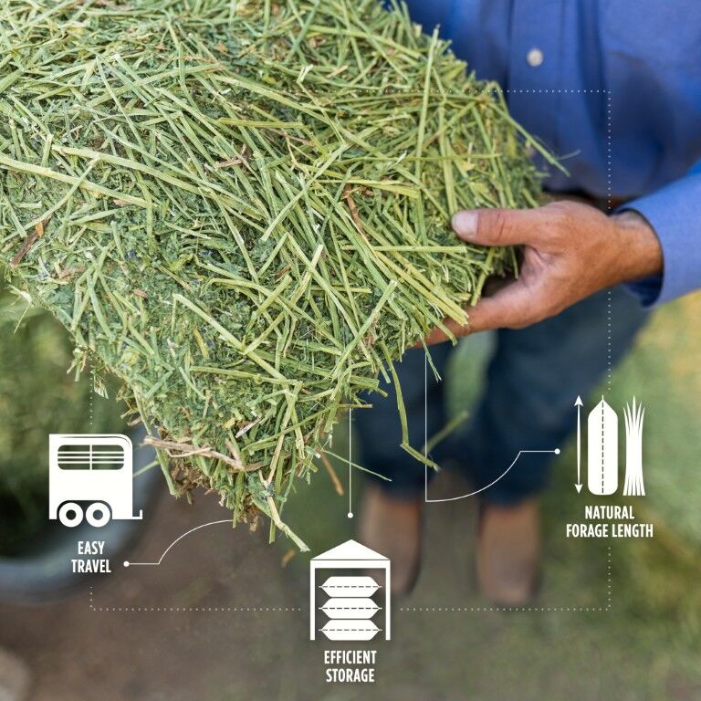 Standlee Premium Western Forage Orchard Grass Compressed Hay Bale, 50-Lb