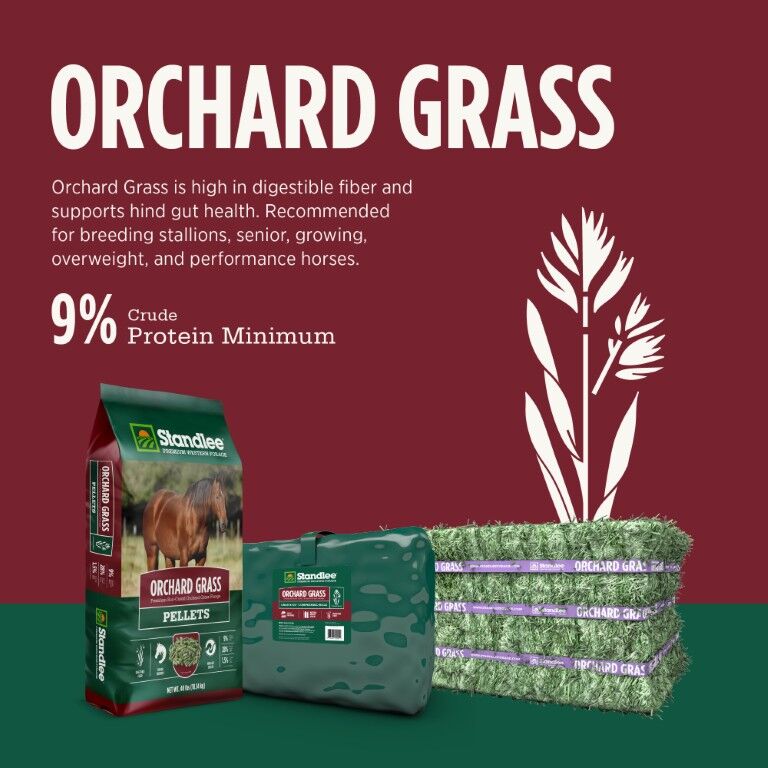 Standlee Premium Western Forage Orchard Grass Compressed Hay Bale, 50-Lb