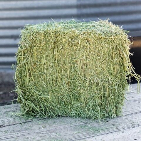 Standlee Premium Western Forage Alfalfa Grab & Go Compressed Hay Bale, 50-Lb
